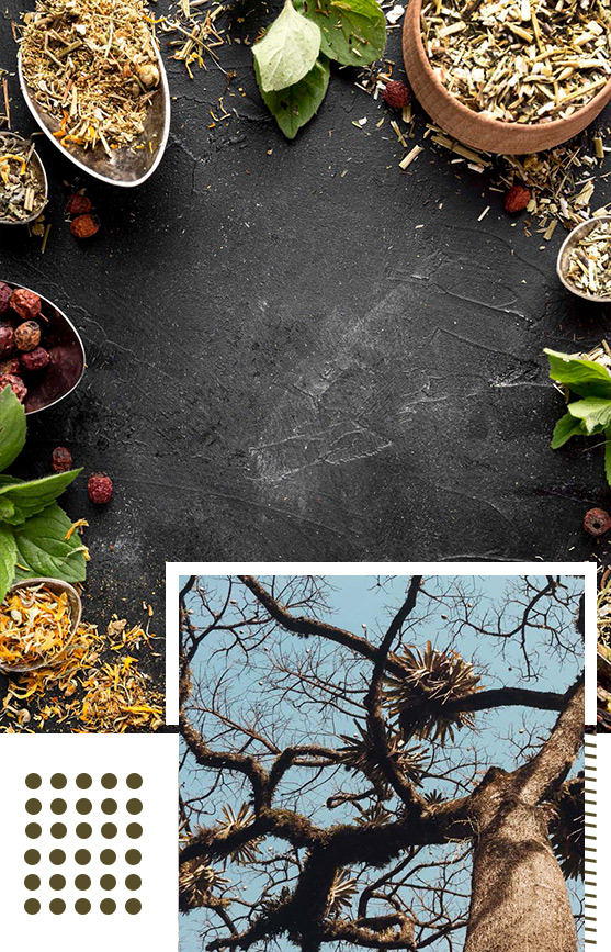 HERBS-&-WILD-FRUITS